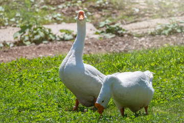 Two white geese eat grass on a green lawn