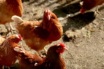 Chickens, paddock, Sunny weather, subsistence farming, household, poultry farming.