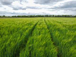 Green field of wheat or barley with young ears and cloudy sky.