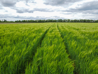 Green field of wheat or barley with young ears and cloudy sky.