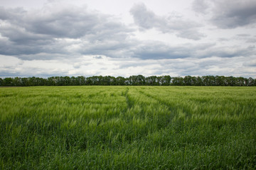 Wheat field and cloudy sky, beautiful landscape of growing grain on a farmer's plot.