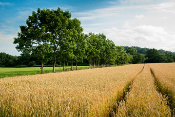 並木と麦秋　秋まきの麦畑収穫間近