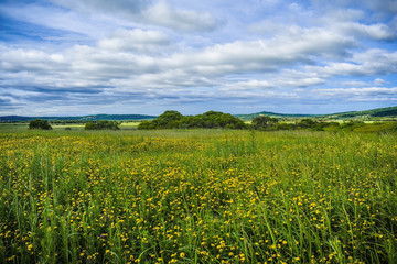 Green field strewn with yellow flowers