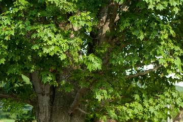 新緑のクローズアップ