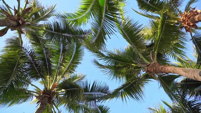 Looking up at sky with top of green palm trees. Slow spinning rotation gives vertigo. Beautiful tropical foliage and bright clear blue sky. Imagination, dream concept.