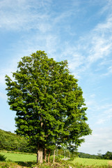 農場を見守る大きな木