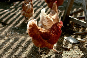 Chickens, paddock, Sunny weather, subsistence farming, household, poultry farming.