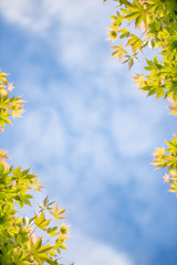 新緑の葉のフレーム