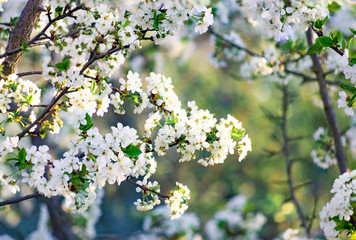 Branches of blossoming apricot macro