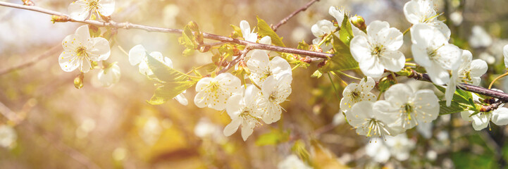 gentle white cherry tree flowers on thin twig with small green leaves at bright spring morning sunlight extreme close view