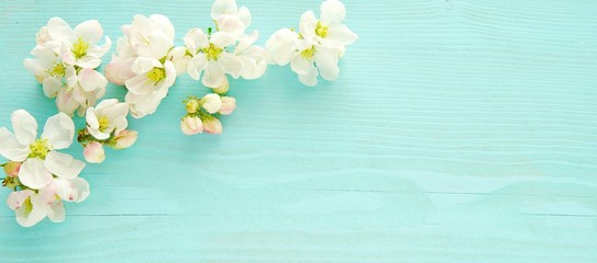 Beautiful spring banner with blooming apple tree flowers on blue background, space for text.