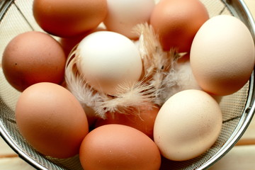 Eggs collected in a chicken coop. Chicken feather.