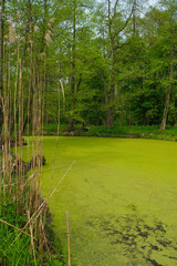 Duckweed on a forest lake on a sunny morning in Ukraine. Hunting lands in the Volyn region. Copy space. Vertical image.