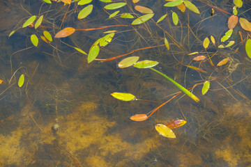 Sandy bottom of a pond with aquatic plants in Ukraine. Potamogeton nodosus (loddon pondweed) leaves on the surface of the water. Copy space.