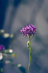 Leek flower shows its beauty in the garden