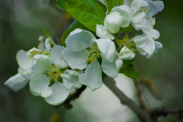 Kwiat jabłoni. Kwitnąca jabłoń.