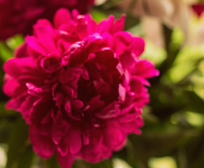 beautiful delicate bouquet of peonies on the window