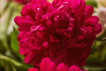 beautiful delicate bouquet of peonies on the window