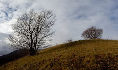 tree in the bare mountains in winter and fog