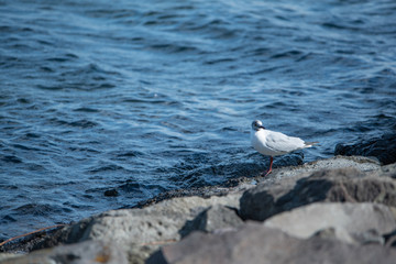 お台場　カモメ