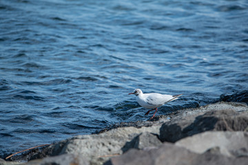 お台場　カモメ