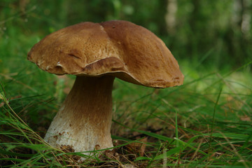 A close up of large Boletus edulis f. betulicola (penny bun, cep, porcino or porcini), growing in...