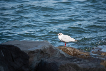 お台場　カモメ