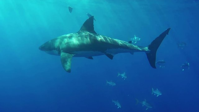 A Great White Shark underwater. Fascinating underwater diving with great white sharks