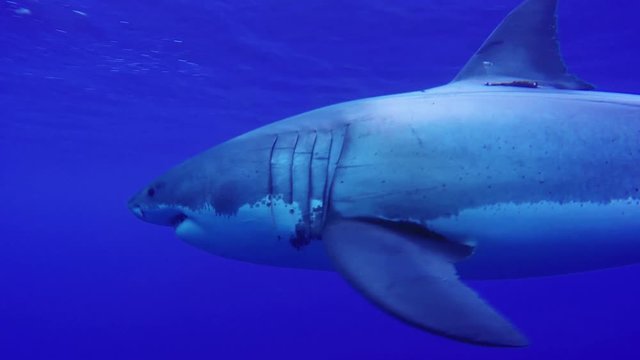 A Great White Shark underwater. Fascinating underwater diving with great white sharks