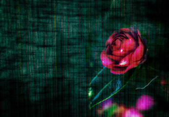 サザンカと木綿