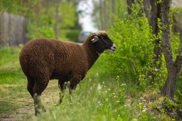 Braunes Schaf