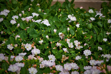 Argyranthemum frutescens, Marimurtra Botanical garden in Blanes, Catalonia.
