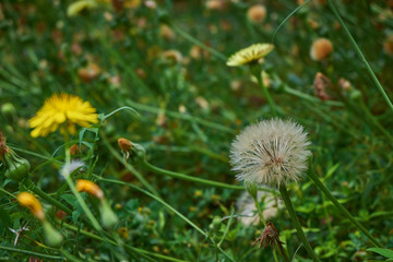 Marimurtra Botanical garden in Blanes, Catalonia.