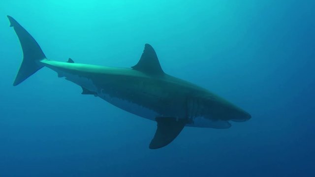 A Great White Shark underwater. Fascinating underwater diving with great white sharks