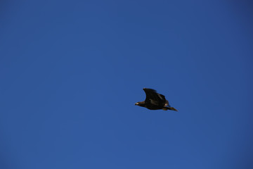 White-tailed eagle against the blue sky. Wild nature of Russia. Astrakhan Region. Russia