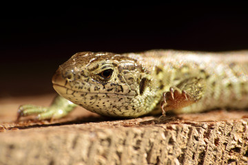 Close up of Lacerta agilis reptile head.
