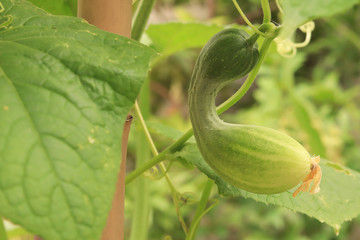 cucumber has bent shape. not perfect growth cucumber.