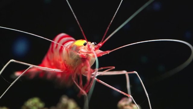 Small red striped shrimp in aquarium on black background. Close up view