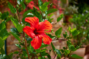 Marimurtra Botanical garden in Blanes, Catalonia.