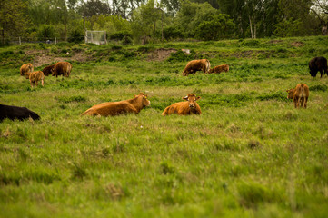 Brown cows in a pasture.