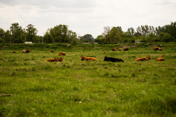 Naklejka na ściany i meble Brown cows in a pasture.