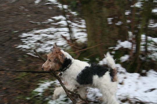 Fox Terrier Running At Richmond Park During Winter