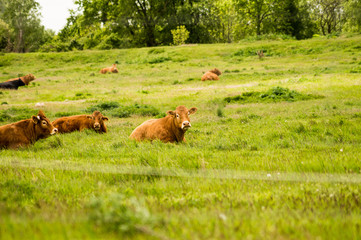 Brown cows in a pasture. © Krzysztof