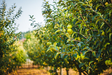 Fototapeta na wymiar Apple trees in an apple farm. Apple harvest. Bio / organic apples