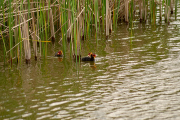 Young coots float on water.