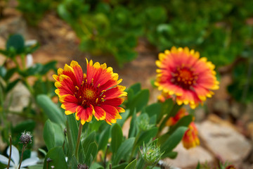 Marimurtra Botanical garden in Blanes, Catalonia.