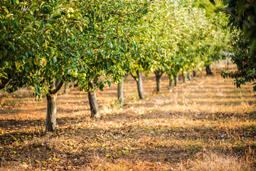 Apple trees in an apple farm. Apple harvest. Bio / organic apples