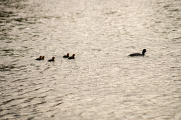 Young coots float on water.