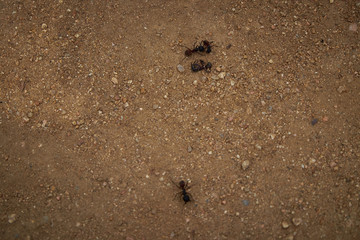 Ant on Marimurtra Botanical garden in Blanes, Catalonia.