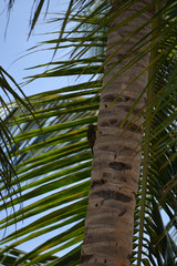 woodpecker on the tree trunk